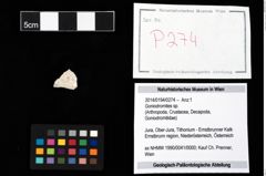 Foto (Objekt + Etikett) von Goniodromites sp.  (NHMW-GEO-2014-0194-0274)